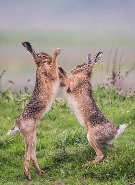 Boxing hares Hare Photography Beautiful, Boxing Hares, Hare Pictures, Hare Animal, Rabbit Jumping, Hare Photography, Carnival Of The Animals, Wild Hare, Animal Action