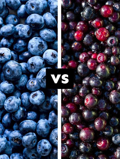 Two little blue berries that are nutritious and delicious. But how are they different? And which is better? Blueberry vs huckleberry – let’s break it all down! Huckleberry Bush, Huckleberry Plant, Huckleberry Recipes, Highbush Blueberry, Blueberry Picking, Garden Fruit, Blue Berries, Which Is Better, Eat Fruit