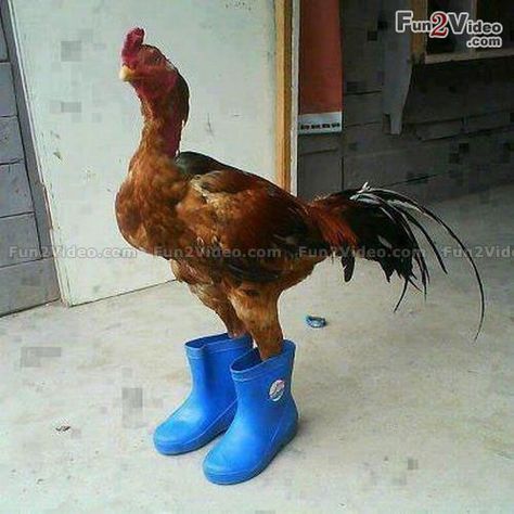 Rooster wearing boots Chicken Pictures, Cute Chickens, Chickens And Roosters, Funny Vines, Chicken Humor, Chicken House, Pet Chickens, New Funny Videos, A Chicken