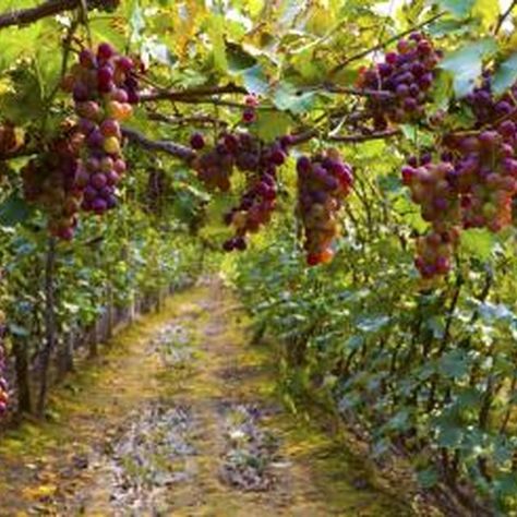 Grapevines in orchard Grape Trellis, Ocean Air, Aquaponics System, Growing Grapes, New Roots, Water Management, Sustainable Farming, Wine Lovers, Grape Vines