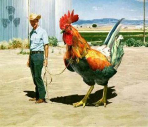 Giant Chicken, This Man, The Man, Old School, Chicken, Pants, Trousers