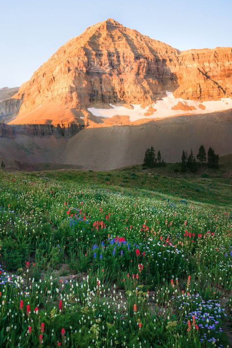 It’s prime wildflower peeking season and Utah tops the list of some of the best places for viewing. Here are 5 of our favorite hikes for floral fanatics. Utah In Spring, Utah Flowers, Utah Wildflowers, Hikes In Utah, Hiking Views, Utah Hikes, Island Lake, Lake Photos, Courthouse Wedding