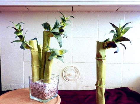 Origami Bamboo Lucky Bamboo Plants, Bamboo Plant, Lucky Bamboo, Bamboo Plants, Origami Flowers, Taper Candle, Planting Flowers, Origami, Glass Vase