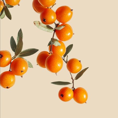 🌿✨ Discover the magic of Ela De Pure Sea Buckthorn Oil for your skin and body! ✨🌿 Benefits for Your Skin: Nutrient-Rich: Packed with vitamins (A, C, E) and omega fatty acids to nourish and revitalize. Anti-Aging: Reduces wrinkles and fine lines, promoting skin elasticity. Hydration: Deeply moisturizes for long-lasting softness. Healing: Soothes irritations and accelerates wound healing. Brightening: Enhances skin tone and reduces hyperpigmentation. Benefits for Your Body: Anti-Inflammatory... Tighten Facial Skin, Organic Serum, Reduce Hyperpigmentation, Sea Buckthorn Oil, Facial Peel, Healthy Digestive System, Sea Buckthorn, Clear Acne, Wound Healing