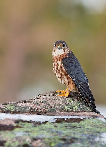 237 - Merlin | Sera.D. | Flickr Feathered Raptor, Bird Carving Patterns, Merlin Bird, Raptor Bird Of Prey, Raptors Bird, British Birds, Awesome Animals, Animal Groups, Wild Creatures