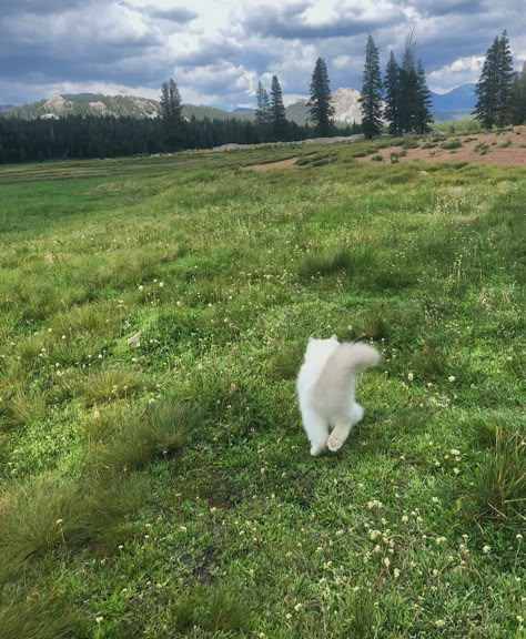 #fluff #fluffy #cat #cats #ragdoll #aesthetic #field #green #cute #kitten Ragdoll Cats Aesthetic, Fluff Aesthetic, Ragdoll Aesthetic, Cat Paw Art, Green Cats Aesthetic, Cat Aesthetic Green, Cats Ragdoll, Aesthetic Field, Cottage Core Cat