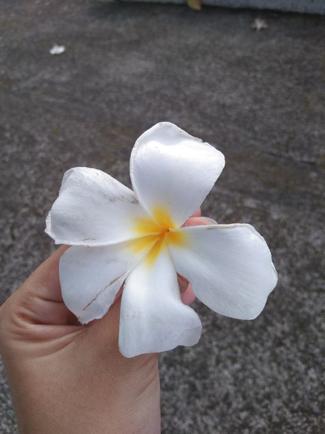 Kalachuchi Flower, Attract Pollinators, Color Effect, Yellow Color, Different Colors, Color White, Yellow, Flowers, Pattern