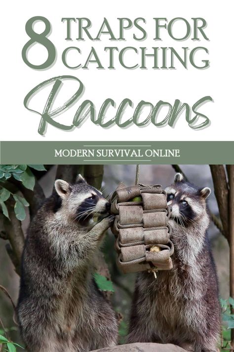 Raccoon Hunting, Beef Cuts Chart, Raccoon Hands, Fishing Line Knots, Snare Trap, Off Grid Survival, North American Animals, Animal Traps, Bushcraft Skills