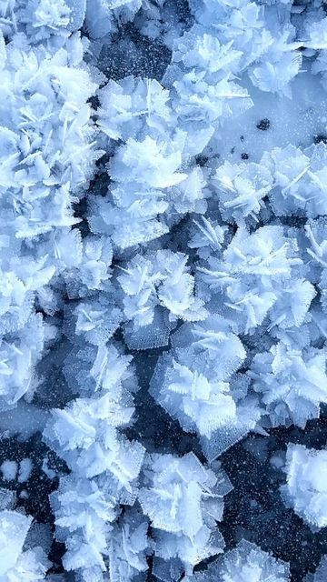 Steffen Fossbakk on Instagram: "Crystal Flowers❄️ I found this frozen river completely covered in what looks like frozen flowers the other day❄️ It’s truly amazing what cold temperatures can do🤩✨" Frozen Flowers Aesthetic, Frozen Flowers Wallpaper, Sagebrush Aesthetic, Winter Flowers Aesthetic, Frozen Plants, Ice Garden, Frost Flowers, Frost Flower, Frozen Flowers