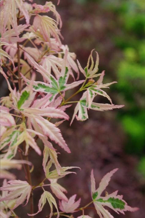 Japanese Maple Tree Varieties, Maple Tree Varieties, Green Japanese Maple, Japanese Maples, Maple Trees, Japanese Maple Tree, Acer Palmatum, Landscape Plan, Japanese Gardens