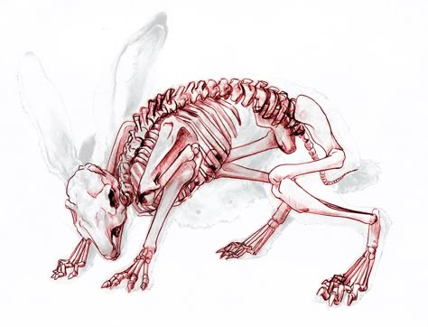 Moiling: 05.12 Skeleton Animals Drawing, Animal Skeleton Drawing, Rat Skeleton, Cool Animal Skeletons, Animal Skeleton Reference, Rabbit Anatomy, Rabbit Skeleton, Animal Anatomy, Animal Skeletons