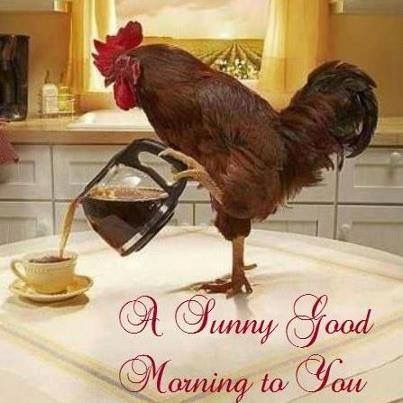 Pollo Animal, Pouring Coffee, Coffee Kit, Funny Good Morning Images, Wallpaper Photo Hd, Good Morning Wallpaper, Pet Chickens, Craft Set, Office Wall Decor