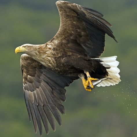 White Tailed Eagle (wild) on the move | I always advise my c… | Flickr Eagle Hunting, White Tailed Eagle, Eagle Pictures, White Tail, The Eagle, African Animals, Birds Of Prey, The Hills, Nature Animals