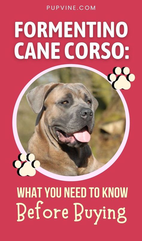 Formentino Cane Corso – Find out all you need to know about this rare blue fawn coat color and whether it affects the dog's health. Tan Cane Corso, Cane Corso Formentino, Formentino Cane Corso, Cane Corso Colors, Blue Cane Corso, Good Family Dogs, Cane Corso Italian Mastiff, New Baby Quotes, Dog Names Unique