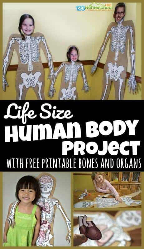 Help kids learn about what is under their skin with this fun, interactive, and hands on human body project for kids from toddler, preschool, pre k, kindergarten, first grade, 2nd grade, 3rd grade, 4th grade, 5th grade, and 6th grade students. This can be a simple life size human body project or use our free printable templates to add bones of the body, organ templates, and more. This engaging science project is EASY and LOW PREP too. Skeletal System Project, Human Body Muscles, Human Body Unit Study, Body Parts For Kids, Winter Stem Activities, Human Body Projects, Free Human Body, Body Preschool, Human Body Science