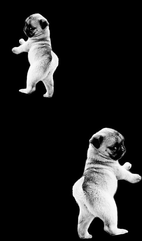 Pugs puppies wallpapers Pug Wallpaper Aesthetic, Pug Wallpaper, Puppy Wallpaper, Wallpaper For Your Phone, Aesthetic Wallpapers, Cute Wallpapers, Lion Sculpture, Puppies, Statue