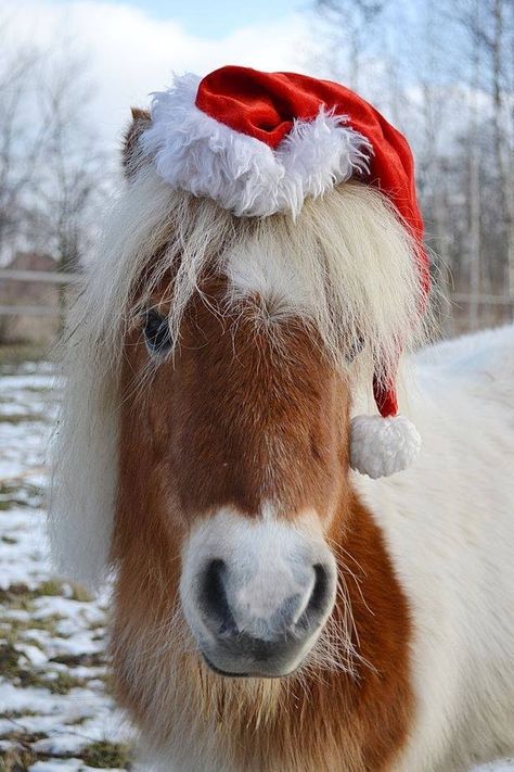 MerryChristmas!!! Merry Christmas Horse, Horse Images, Christmas Country, Christmas Horse, Horse Christmas, Horse Costumes, Christmas Horses, Christmas Pet, Mini Horse