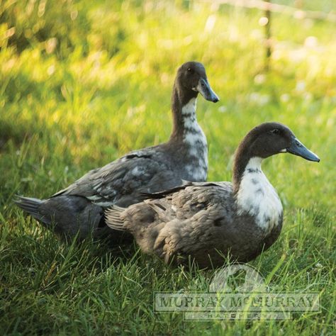 McMurray Hatchery Blue Swedish Ducks Blue Swedish Ducks, Blue Swedish Duck, Saxony Ducks, Swedish Ducks, Welsh Harlequin Duck, Ancona Ducks, Khaki Campbell Ducks, Duck Ideas, Animal Farming