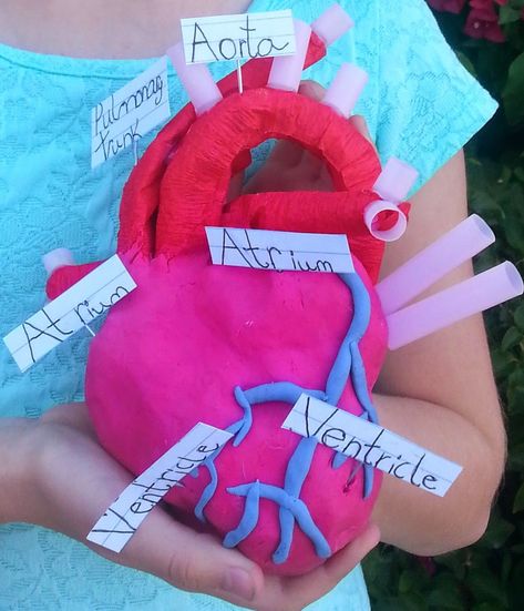 Let’s Take A Trip Through The Cardiovascular System! Human Body Projects, Human Body Science, Science Models, Human Body Unit, The Human Heart, Heart Projects, Heart Pump, Human Body Systems, Fair Projects