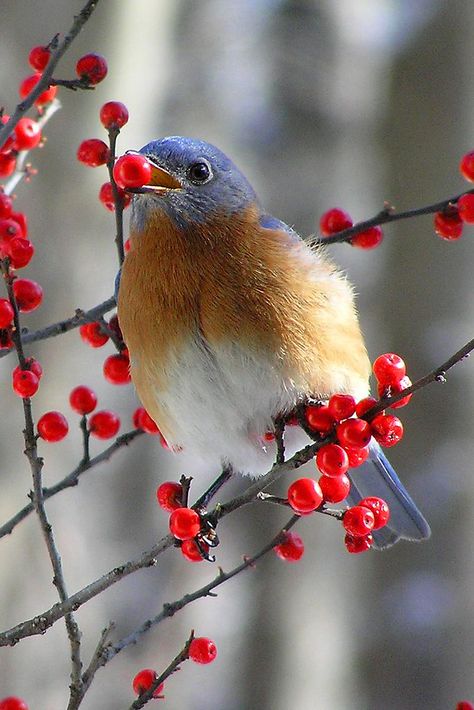 Forest Berries, Animal Eating, Hospital Design, Winter Bird, Hospitality Design, Bluebird, Red Berries, Black Bird, Blue Bird