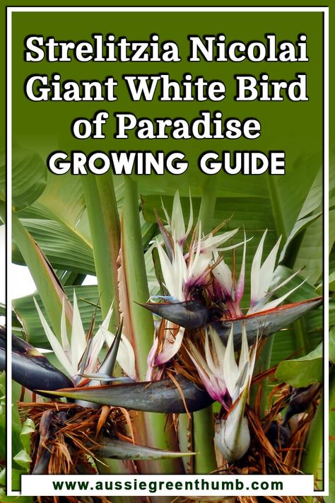 Strelitzia Nicolai Giant White Bird of Paradise Growing Guide White Bird Of Paradise, White Bird Of Paradise Plant Outdoor, Strelitzia Nicolai Outdoor, Strelitzia Nicolai Indoor, Strelitzia Nicolai, Giant Bird Of Paradise, Strelitzia Plant, Giant Birds Of Paradise, Strelitzia Juncea