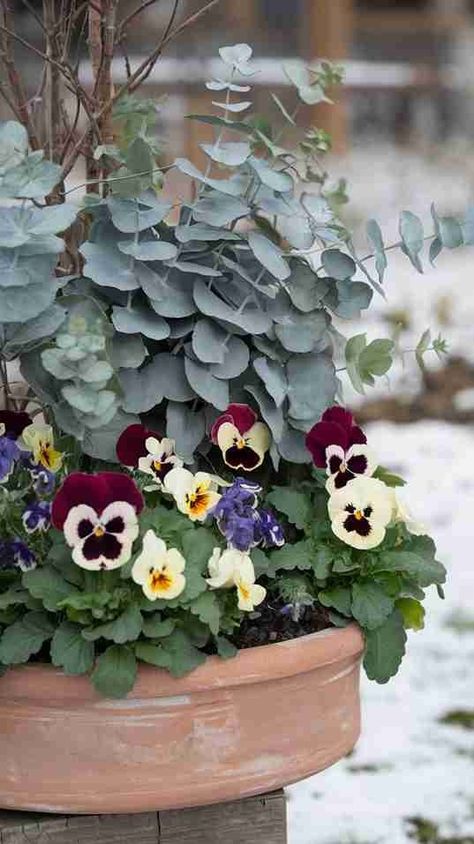 29 Winter Planter Ideas You’ll Want to Steal for a Gorgeous Garden Makeover! 5 Flower Pots Planting Ideas, Pansy Planter Ideas, Easter Planters, Winter Planter Ideas, Mailbox Planter, Winter Pansies, Whiskey Barrel Planter, Outside Planters, Winter Blooms