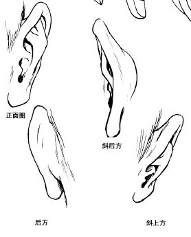 Ears At Different Angles, Ear From Front View, Ears From Different Angles, Ear Perspective, Manga Ears, Ear Drawing Reference, Ears Reference, Drawing Ears, Getting Ears Pierced