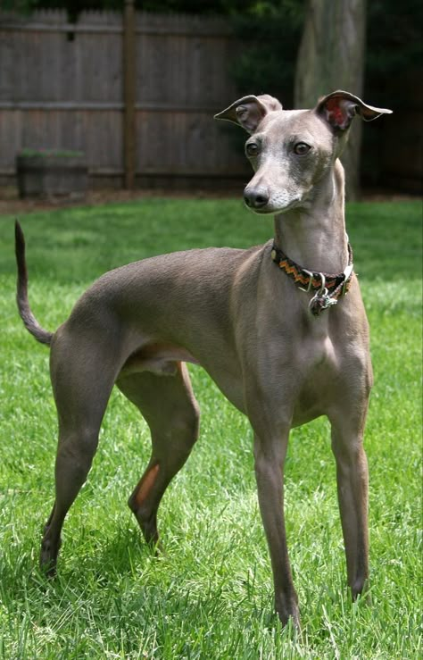 Italian Greyhound Greyhound Photography, Greyhound Breed, Low Maintenance Dog Breeds, Calm Dog Breeds, Sussex Spaniel, Glen Of Imaal Terrier, Akc Breeds, Scottish Deerhound, Clumber Spaniel