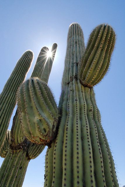 Saguro and Sun | Saguro cactus | Mike Stoy | Flickr Cactus Backgrounds, Large Cactus, Desert Aesthetic, Cactus Photography, Green Cactus, Saguaro Cactus, Plant Aesthetic, Desert Plants, Cactus Flower