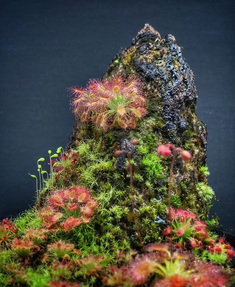 Carnivorous Plants Terrarium, Sundew Plant, Bog Plants, Fish Tank Terrarium, Bog Garden, Plant Fungus, Pitcher Plant, Unusual Plants, Plant Aesthetic