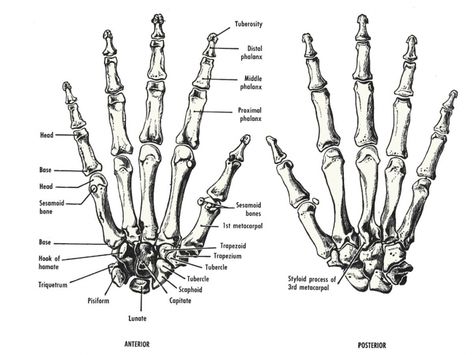 Kind of like a detailed anatomically correct depiction of a human hand bone Human Hand Anatomy, Hand Bone Anatomy, Finger Bones, Human Hand Bones, Bone Anatomy, Joints Anatomy, Anatomy Organs, Human Finger, Hand Anatomy