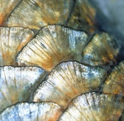 Organic Patterns In Nature, Shell Texture, Fish Scales, Natural Forms, Fish Art, Patterns In Nature, Art Studies, Creature Design, Marine Life