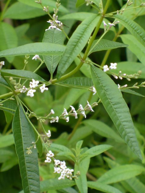 lemon verbena Lemon Verbena Plant, Veggie Beds, Verbena Plant, Herb Garden In Kitchen, Lovely Perfume, Lemon Scent, Fragrant Plant, Fruity Cocktails, Lemon Verbena