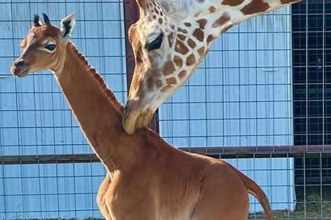 Spotless Giraffe Believed to Be the Only One 'Anywhere on the Planet' Born at Tennessee Zoo Zoo Giraffe, Denver Zoo, Brown Babies, Animal Pics, Baby Giraffe, Endangered Species, Giraffes, Body Heat, Usa Today