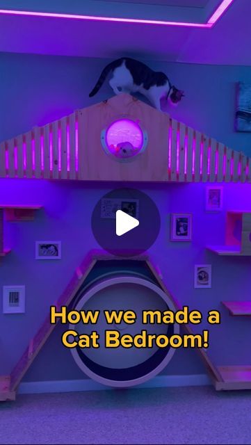 @heyjajadesigns on Instagram: "Cat bedroom tutorial!   #diy #cat #catsofinstagram #tutorial #bedroommakeover #catification #cats" Pet Bedroom Ideas Cats, House With Cats Living Rooms, Cat Rooms Indoor Diy, Cat Playroom Ideas, Diy Cat Room Ideas, Cats Room Ideas, Cat Rooms Indoor Ideas, Cat Bedroom Ideas Kids, Cattery Ideas Cat Room