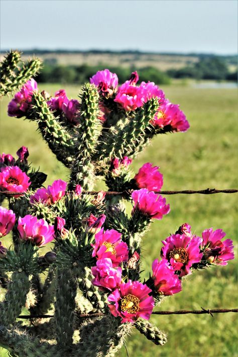 Garden Hallway, Cactus Tree, Cactus Images, Cactus Paintings, Cactus Pictures, Cholla Cactus, Tree Pictures, Plant Goals, Tattoo Reference