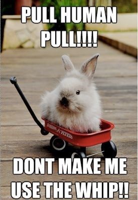 20 Hilarious Rabbit Memes For a Perfect Day - I Can Has Cheezburger? Rabbit Meme, Bunny Meme, Funny Rabbit, Pet Bunny, Funny Animal Jokes, Pet Rabbit, Funny Bunnies, Funny Animal Memes