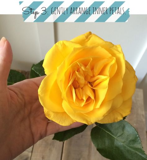 How to Open Rose Buds Instantly How To Make Roses Open Up, How To Open Roses, Grand Room, How To Make Rose, Fresh Cut Roses, Diy Wedding Reception, Pink Rose Bouquet, Mothers Day Decor, Open Rose