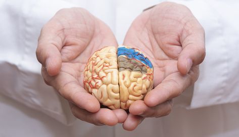 A doctor's hands holding a model of a brain. High Cholesterol Levels, Frankfurt Germany, Cholesterol Levels, Health Challenge, Medical Prescription, Alzheimers, Clinical Trials, Disease, Peanut Butter