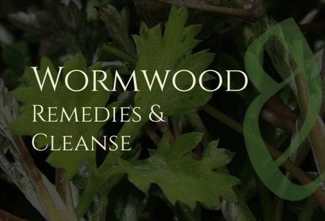 Sweet Wormwood Benefits, How To Use Wormwood, Wormwood For Parasites, Anti Parasitic Herbs, Parasite Cleanse Tea, Benefits Of Wormwood, Parasites Cleanse, Wormwood Benefits, Wormwood Tea