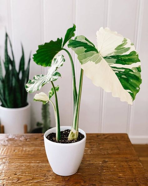 House of the Rising Flora on Instagram: “What a spectacular find! 💚🤍 How gorgeous is this beauty! 😍 What was your best/luckiest find? Let us know down below! 👇 Don't forget to…” Alocasia Macrorrhiza, Variegated Alocasia, Community Resources, Plant Goals, Plants Are Friends, Best Indoor Plants, Variegated Plants, Plant Aesthetic, Nature Garden