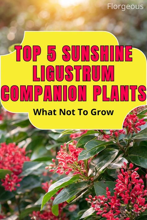 Sunshine Ligustrum Companion Plants Sunshine Ligustrum Landscaping Ideas, Sunshine Ligustrum Companion Plants, Sunshine Ligustrum Landscaping, Ligustrum Landscaping, Carex Grass, Yellow Shrubs, Sunshine Ligustrum, Yellow Twig Dogwood, Best Companion Plants