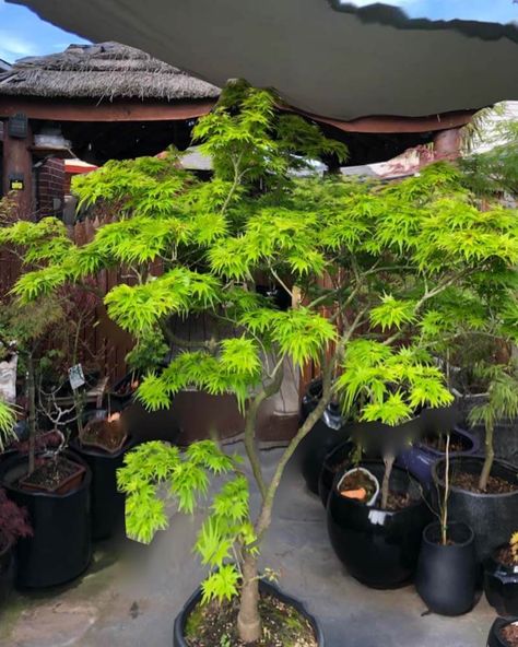 Japanese Maple Tree Green, Viridis Japanese Maple, Butterfly Japanese Maple, Emperor 1 Japanese Maple, Japanese Maple Front Yard, Japanese Maple Garden Ideas, Japanese Garden Plants Full Sun, Plants That Like Full Sun, Japanese Maple Companion Plants