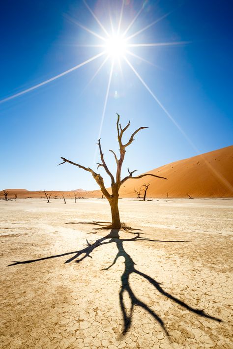 Desert Pictures, Desert Trees, Color Theory Art, Cracked Wallpaper, Deserts Of The World, Africa Photography, Namib Desert, Desert Photography, Desert Life