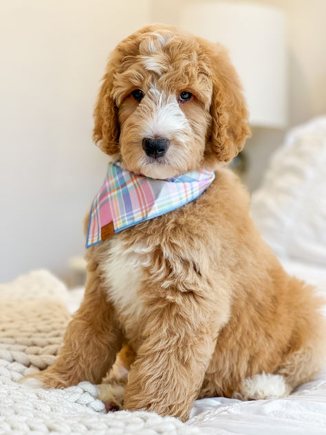 red goldendoodle puppy with adorable bandana Red Goldendoodle, Goldendoodle Puppy, Goldendoodle, Cute Puppies, Teddy Bear, Puppies, Dogs, Red, Quick Saves