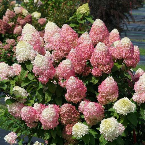 FIRE LIGHT TIDBIT® Panicle Hydrangea - Proven Winners ColorChoice Flowering Shrubs Fire Light Tidbit Hydrangea, Firelight Tidbit Hydrangea, Tidbit Hydrangea, Hydrangea Pruning, Hydrangea Vine, Hardy Hydrangea, Hydrangea Season, Colorful Shrubs, Pruning Hydrangeas