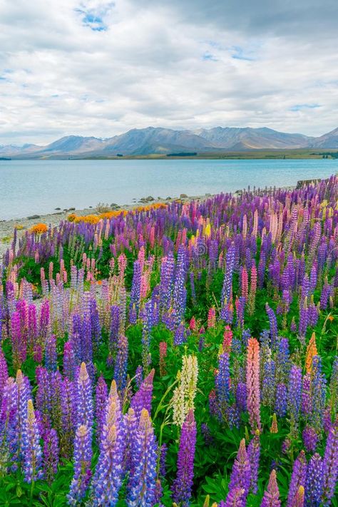 New Zealand Flower Field, Lupin Field, Lupine New Zealand, Lupine Field, New Zealand Flora, Blue Lupine, Lupine Season New Zealand, New Zealand Lupine Fields, New Zealand Photography