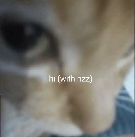 Cat W Rizz, Are You Home Yet, Sometimes I Think But Then I Forget, Are You Home Yet Funny, Can I Come Over And Do This, Daily Homie Checkup Cat, Rizz Reaction Pic, Cat Rizz, Silly Cars