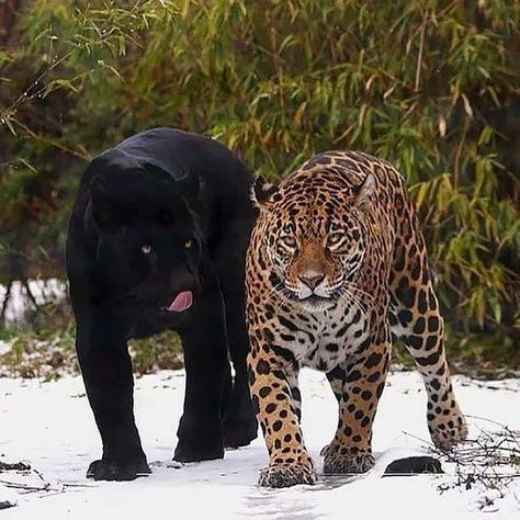 GORGEOUS , DIVINE COUPLE : Regnul Animal, Black Jaguar, Cat Family, Cheetahs, Large Cats, Wildlife Animals, Alam Yang Indah, Leopards, Animal Planet