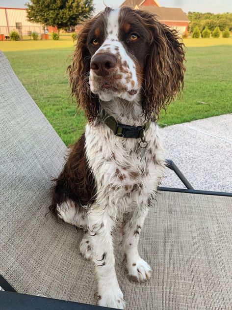 Brown Springer Spaniel, Picardy Spaniel, English Springer Spaniel Puppy, English Spaniel, Brittany Spaniel Dogs, Springer Spaniel Puppies, Clumber Spaniel, Every Dog Breed, Spaniel Breeds